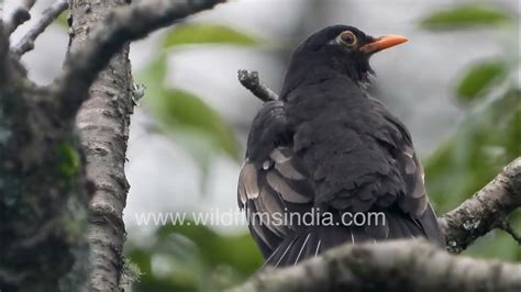  Wilsonian Bird: A Songster Renowned for its Vivid Plumage that Makes It Seem Like a Feather Symphony in Flight!