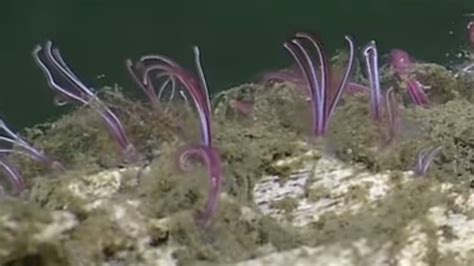  YellowScale Worm - A Curious Creature Hiding Deep Beneath The Ocean Surface With An Unusual Feeding Habit!