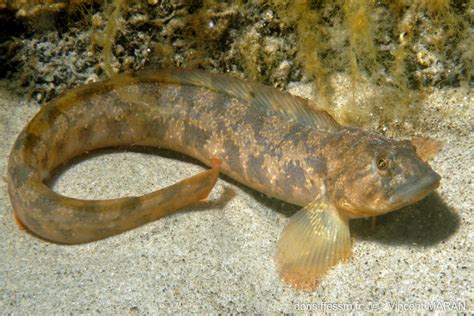   Zoarces viviparus: A Curious Creature Who Embraces an Unusual Parental Strategy!