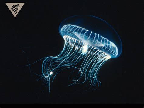  Aequorea victoria! Bioluminescence Meets Colonial Life in This Exquisite Hydrozoan