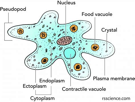 Ever wondered about an enigmatic amoeba exhibiting both fascinating cellular structures and unpredictable movement patterns?