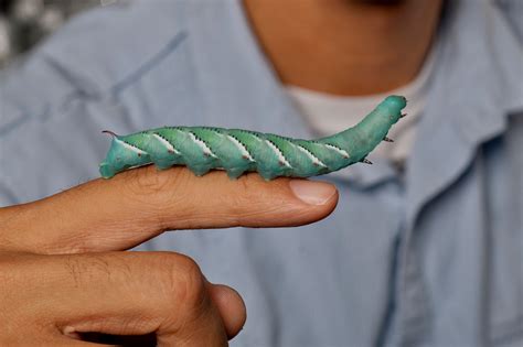  Hornworm – Onnen Etsijä Kuoriutuu Maan Alta Kimaltelevilla Siipineen!