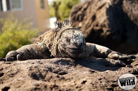  Iguana! Kylmäverinen aurinkoemäntä ja kasvirah nourishera