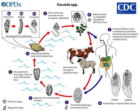  Liver Fluke: A Parasite That Thrives On A Multi-Stage Journey Through Its Hosts!