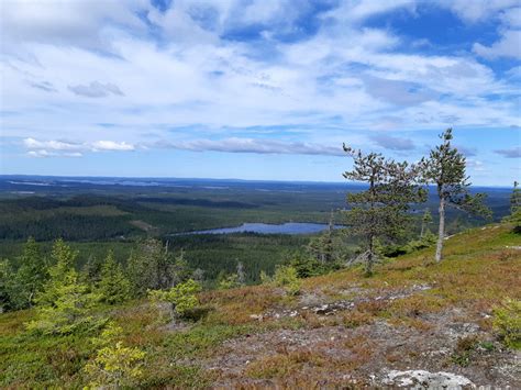  Viikuna – Kuuluisan soinnin omaava lintti joka rakastaa kauniita maisemia!