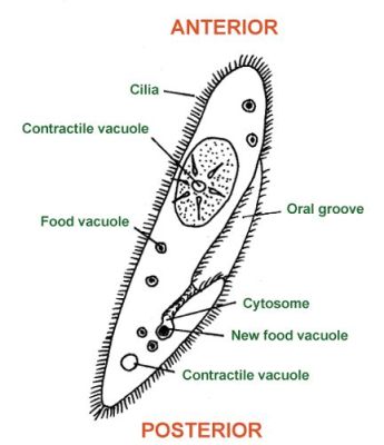  Xenosporidium!  Hyiviin, hitaisiin ja mystisiin protozoan: tutustukaa Xenosporidiumiin!