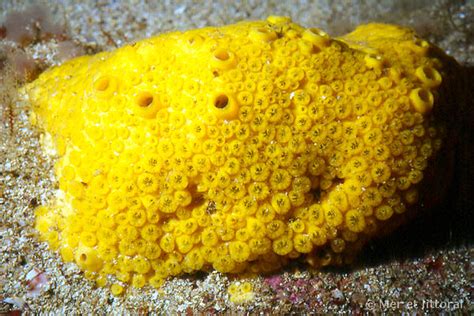 Yellow Boring Sponge: A Colorful Underwater Dweller That Lives as an Important Part of Its Ecosystem!